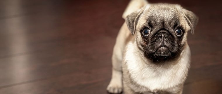 chien peureux
